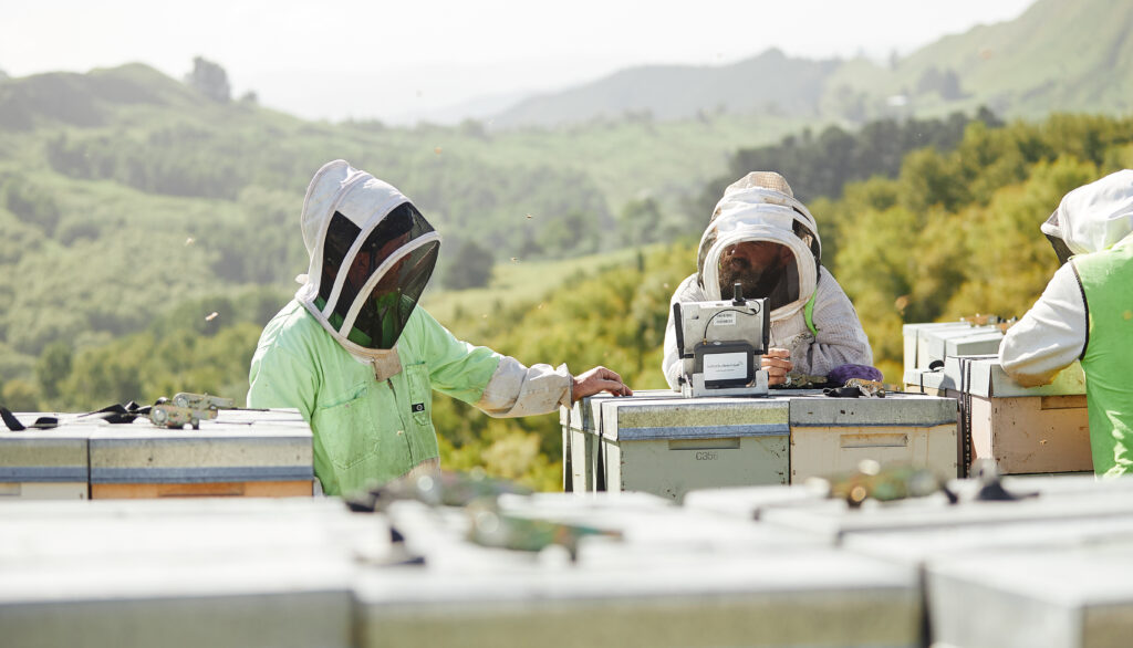 Beekeeping in New Zeland