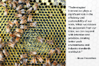 Beehive and quote