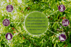 Image and quote