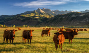Ranch Life