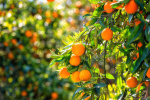 Florida Orchard Deploys Freewave To Power Autonomous Tractors​​