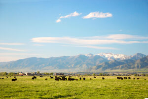 Livestock Facility Embraces FreeWave's Remote Monitoring​​